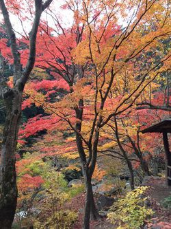 紅葉.JPGのサムネール画像のサムネール画像