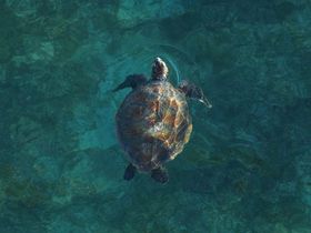 海がめ.jpg